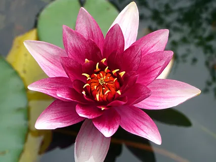 Acceptance Meditation To Open Your Heart