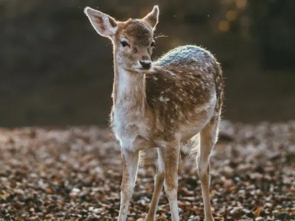 Acceptance Practice - Poem Based Meditation 