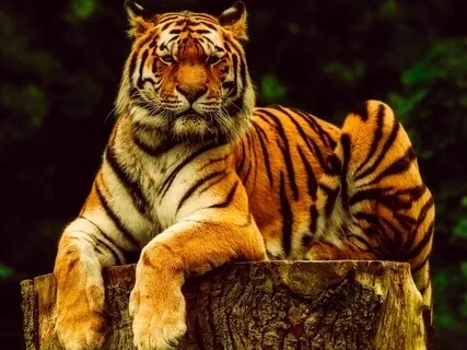 Accepting Anger - S.O.S.