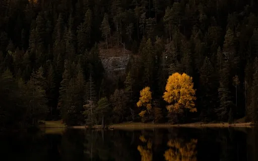 Accepting Change (Tree Meditation)