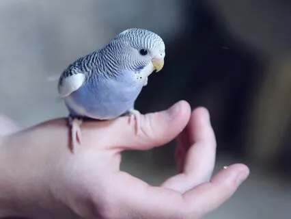 Access The Wisdom Of The Body