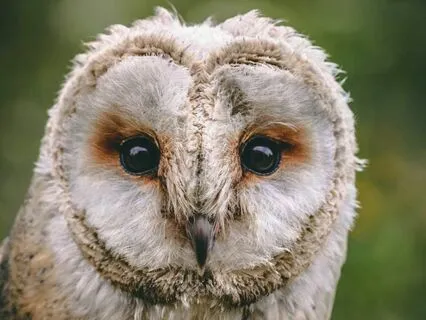 Accessing Your Inner Wisdom - Intuition, Guidance & Clarity