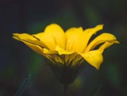 Accessing Your Solar Plexus Chakra For Personal Power And Setting Boundaries