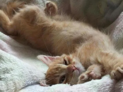 Accompagnamento al sonno