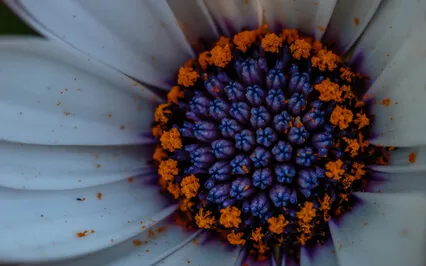 Ace Of Wands Meditation