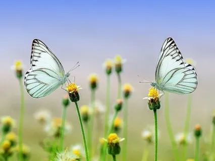 Aceptación Femenina