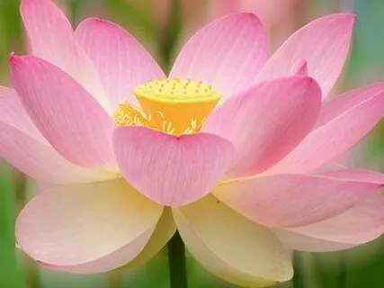 Achieving Psychological Wellness