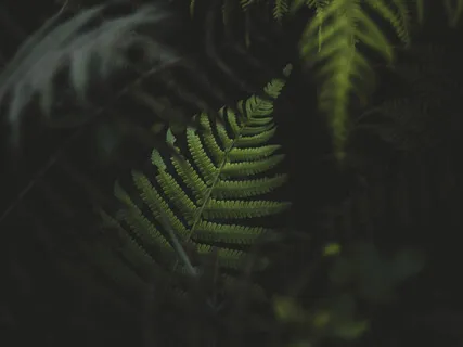 Acknowledge, Feel, Soften