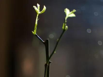 Acknowledging Invisible Growth: Insight Timer Live Talk