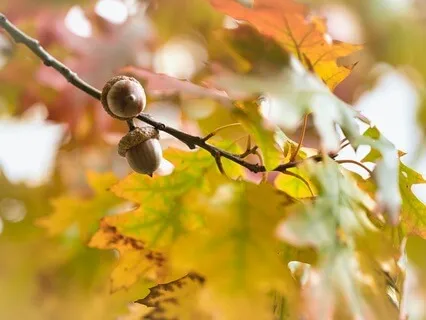 Acorn (I Surrender To A Deeper Knowing)