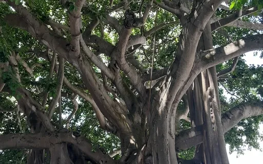 Acoustic Medicine - Flow 1