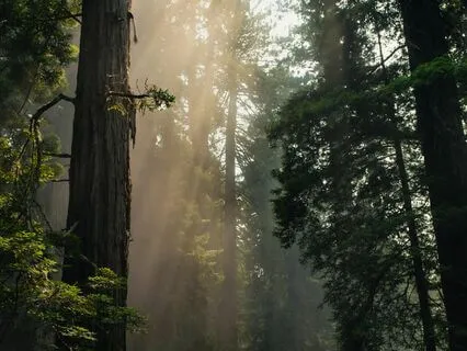 Acoustic Serenity: Soft And Soothing Tones