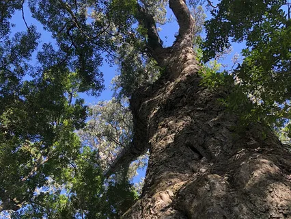 Act Like A Tree - Meditation