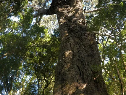 Act Like A Tree - Reflection