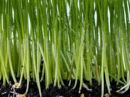 Acting From Presence