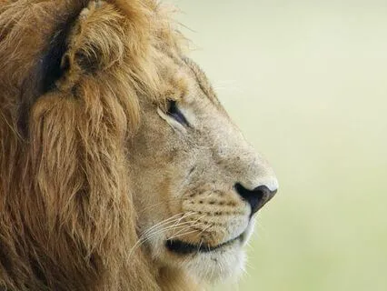 Activate Abundance Lion's Gate 888