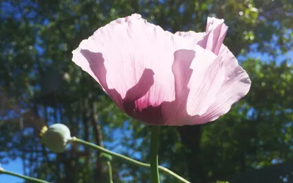 Activate & Balance Ajna Chakra With Bija Mantra AUM