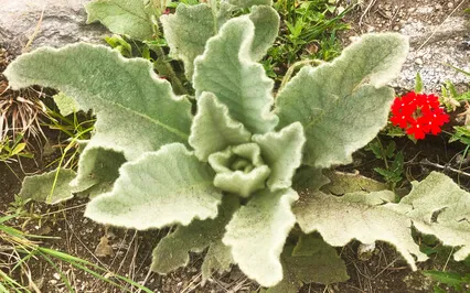 Activate & Balance Anahata Chakra With Bija Mantra YAM