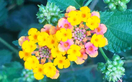 Activate & Balance Manipura Chakra With Bija Mantra RAM