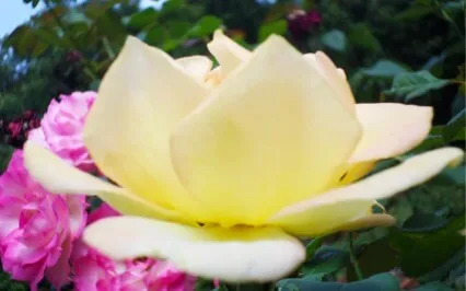 Activate & Balance Sahasrara Chakra With Bija Mantra O