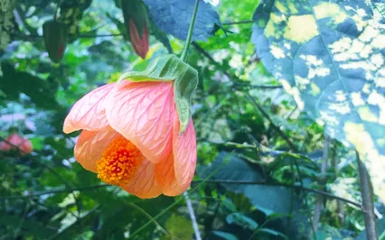 Activate & Balance Svadisthana Chakra With Bija Mantra VAM