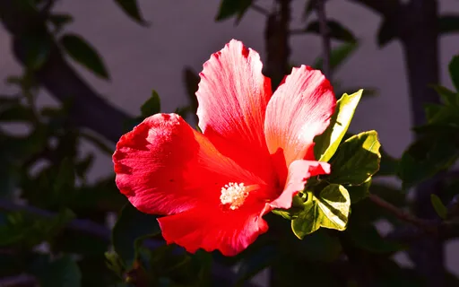 Activate And Balance Your Muladhara Chakra With Bija Mantra