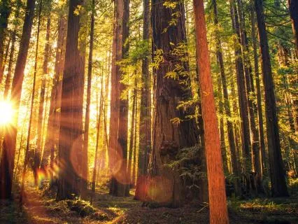 Activate Blessings With 528 Hz Tuning Fork X Breathwork