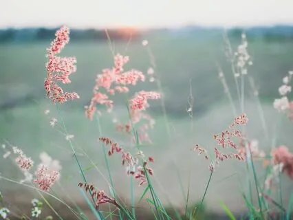 Activate Pleasure & Peace | Abundance Codes | Heal/Meditate