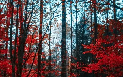 Activate Self Love - 528Hz Frequency Of Love - Healing Tone