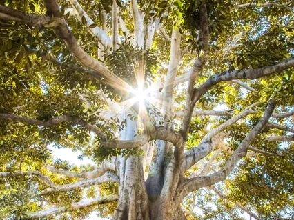 Activate Your Earth Star Chakra With Archangel Sandalphon 