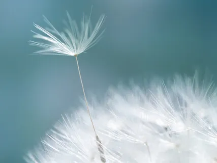 Activate Your Heart Alchemy 