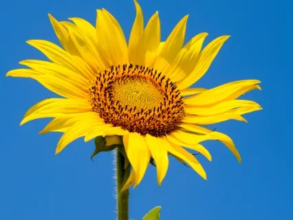 Activate Your Inner Healing Powers - Meditation