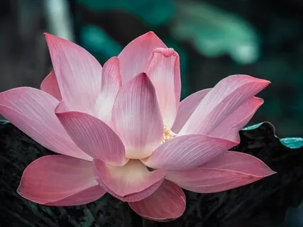 Activate Your Inner Wisdom