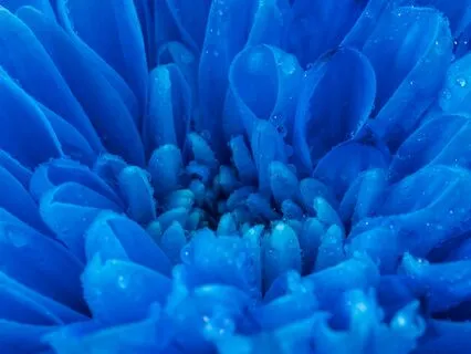 Activate Your Manifestor Mind: Install The Version Of You