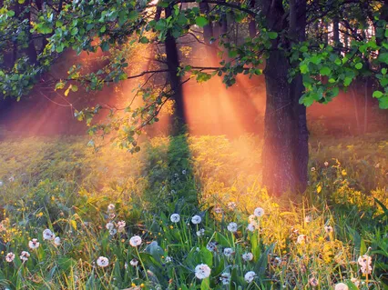 Heart Healing Transformation & Acceleration