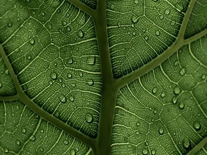 Vagus Nerve Activation Techniques