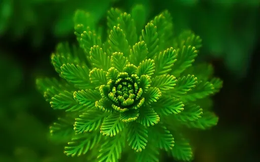 Activating & Healing The Heart Chakra