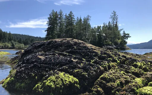 Activating Divine Will Meditation