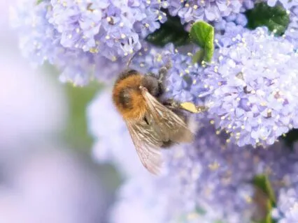 Activating Psychic Abilities - Meditation