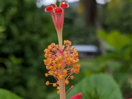 Activating Self Compassion, Love, Worth & Honor Meditation