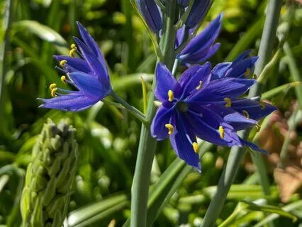 Activating The Pause