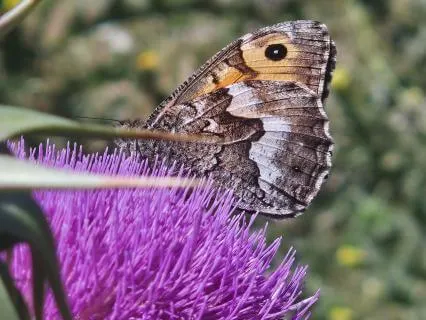 Activating Your Authentic Power Through Your Soul Meditation