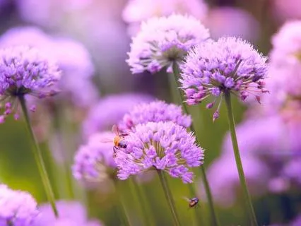 Activating Your Heart Guidance And Inner Clarity
