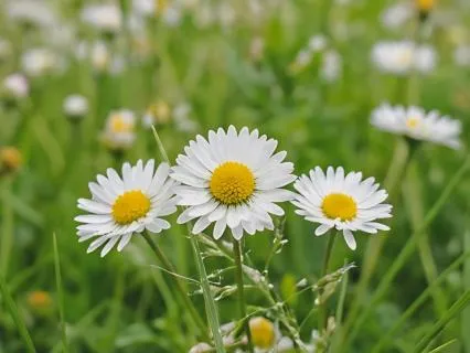 Active Relaxation | Freedom In Natural Growth