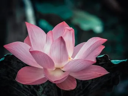 Addiction Affirmations