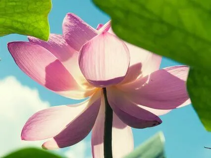 Addiction Meditation: Self Love, Forgiveness & Gratitude