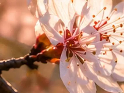 Addiction Recovery Meditation | Working With Craving