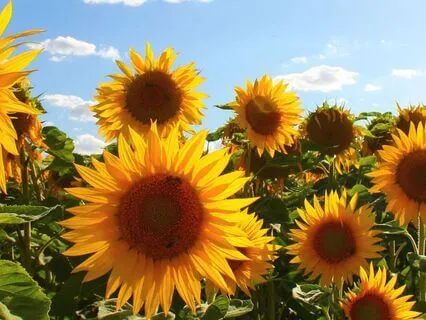 ADHD ADD School Shame Poem