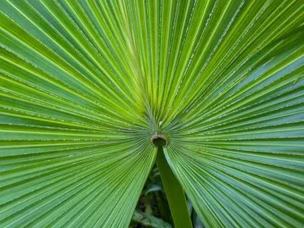 ADHD Daily Focus Meditation