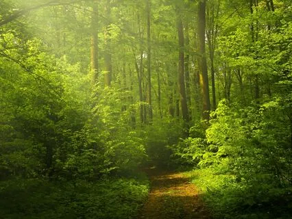 ADHD Energy Balance 2 Bilateral Music